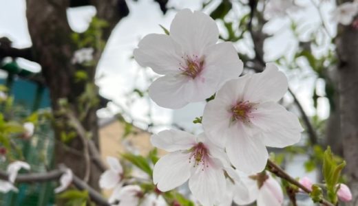 4月だより・園長【 桜のように花開く時 】